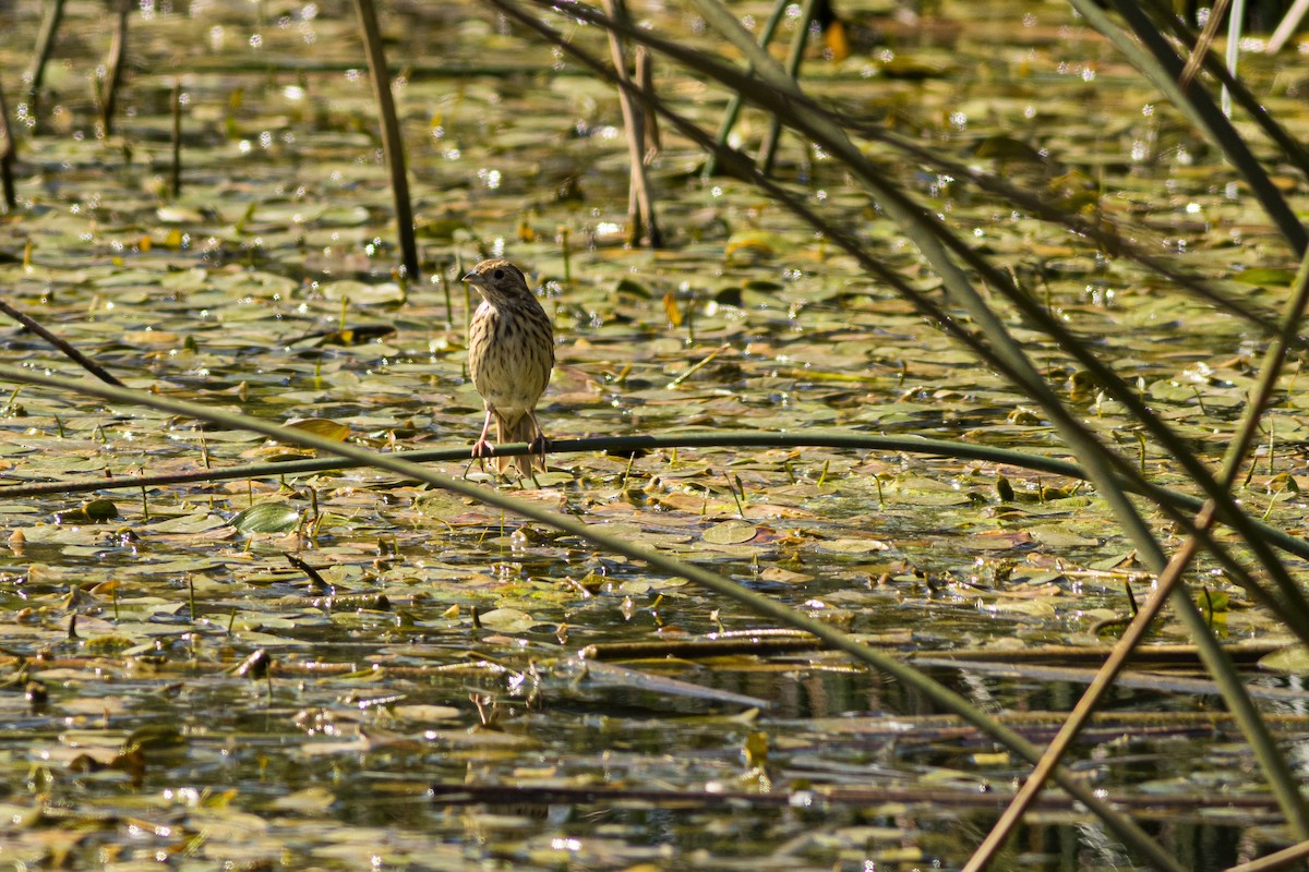 Corn Bunting - ML646087440