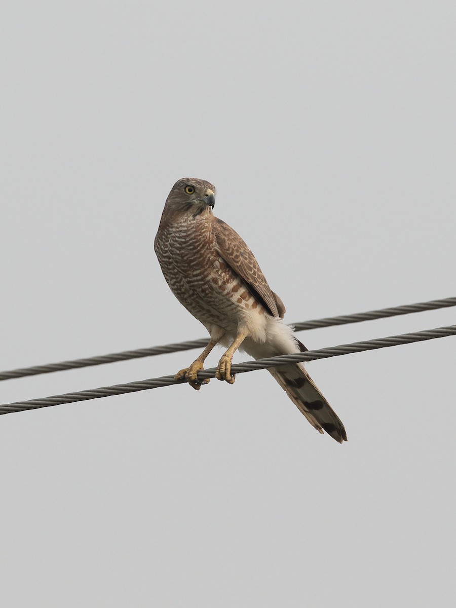 נץ הים הכספי - ML646087441