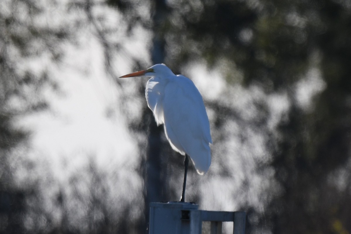 Great Egret - ML646087442