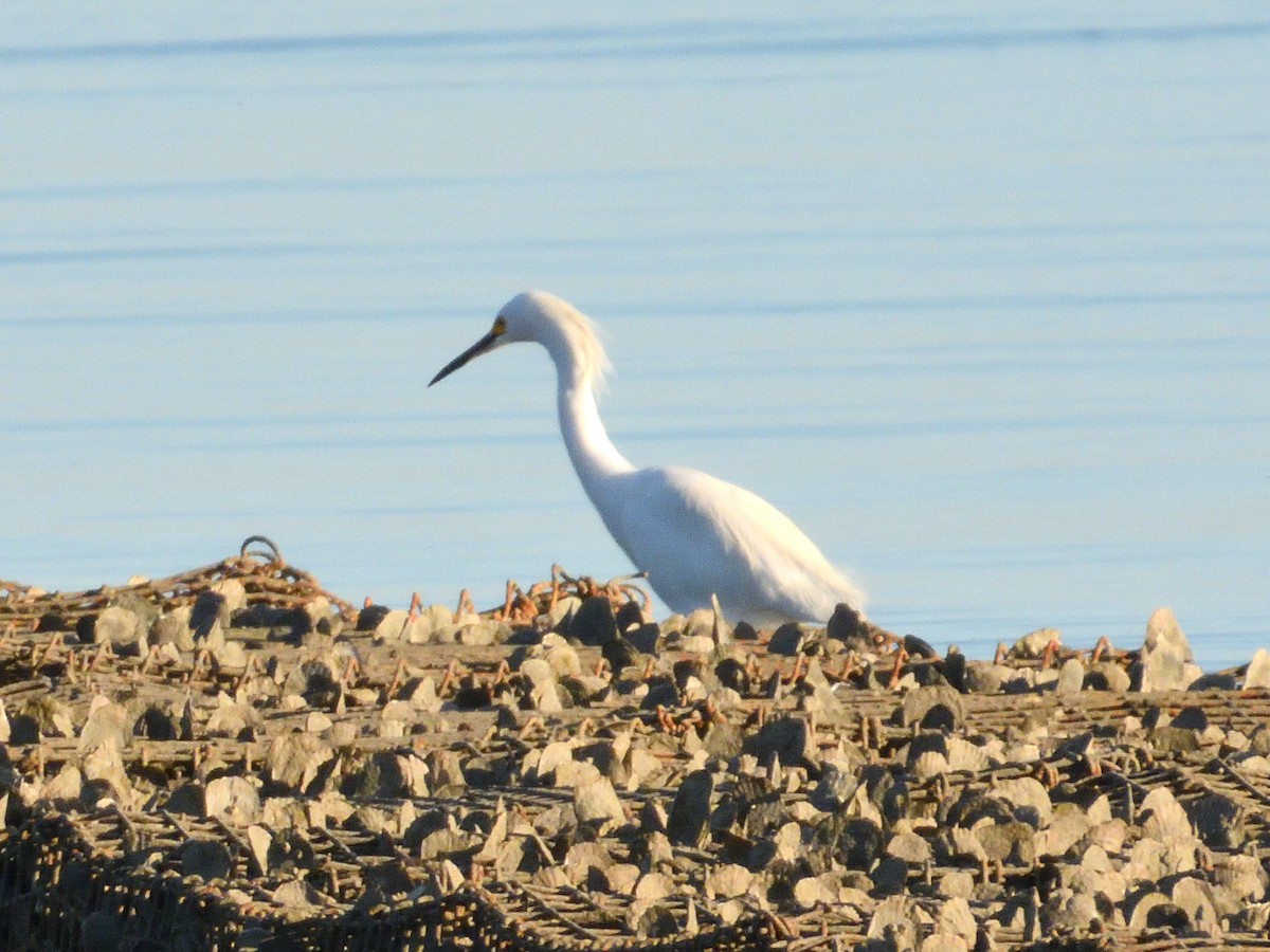Karbeyaz Balıkçıl - ML646087444