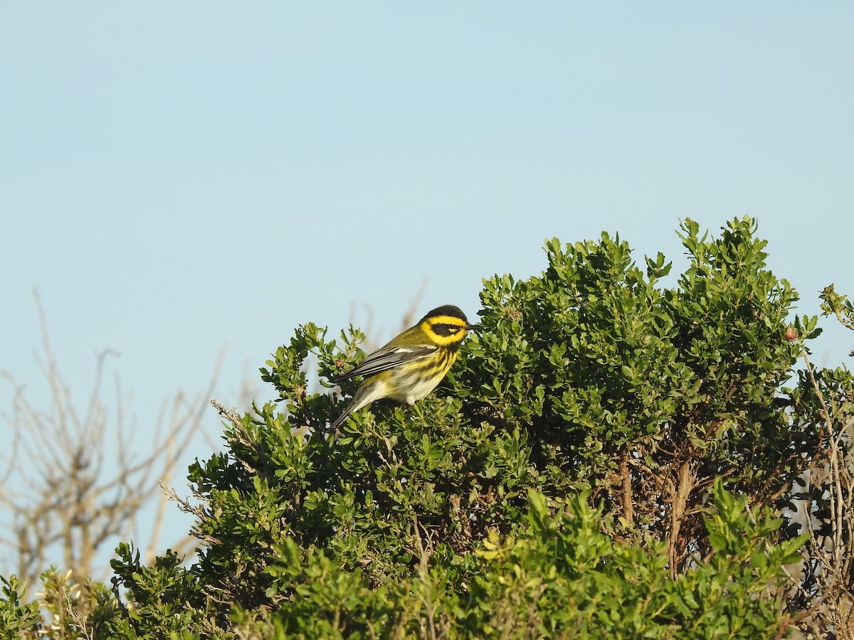 Townsend's Warbler - ML646087445