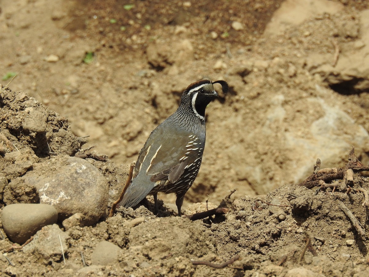 California Quail - ML646087450