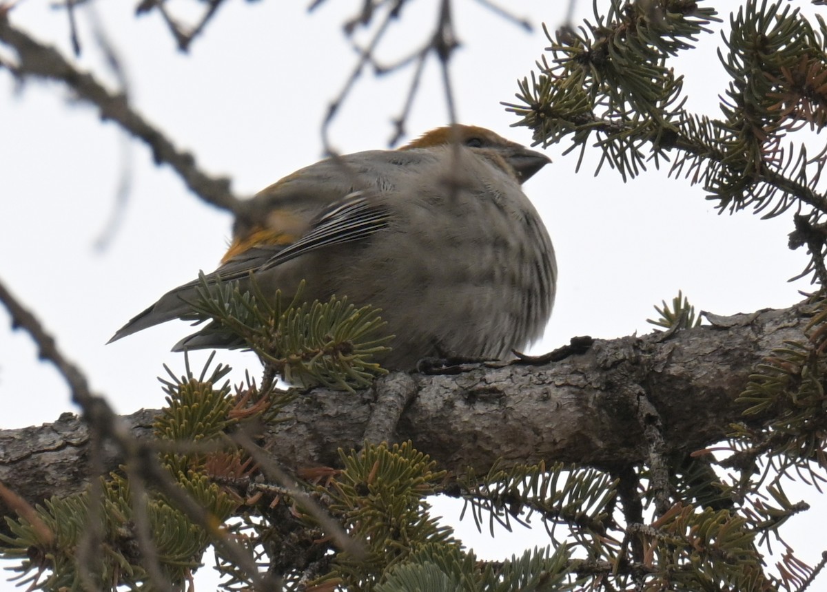 Смеречник тайговий - ML646087455