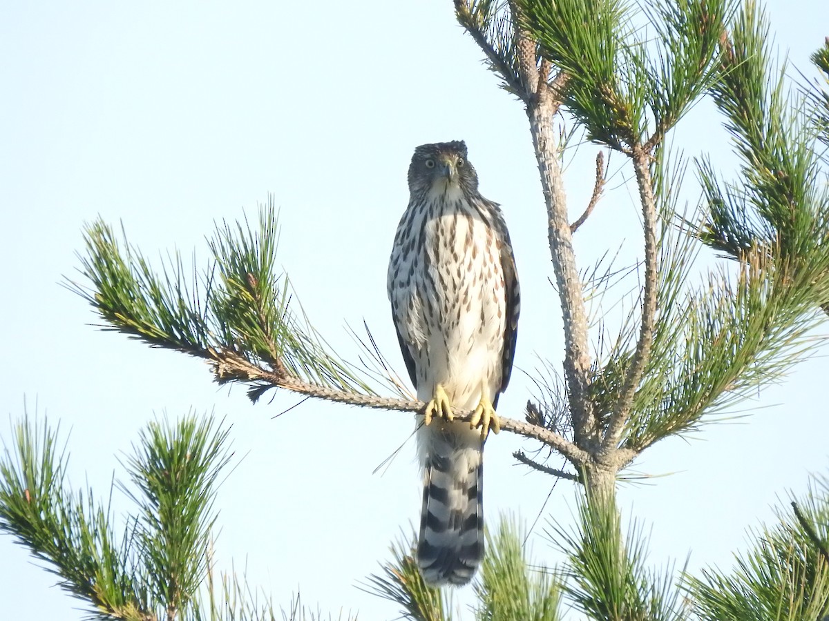 Cooper's Hawk - ML646087459