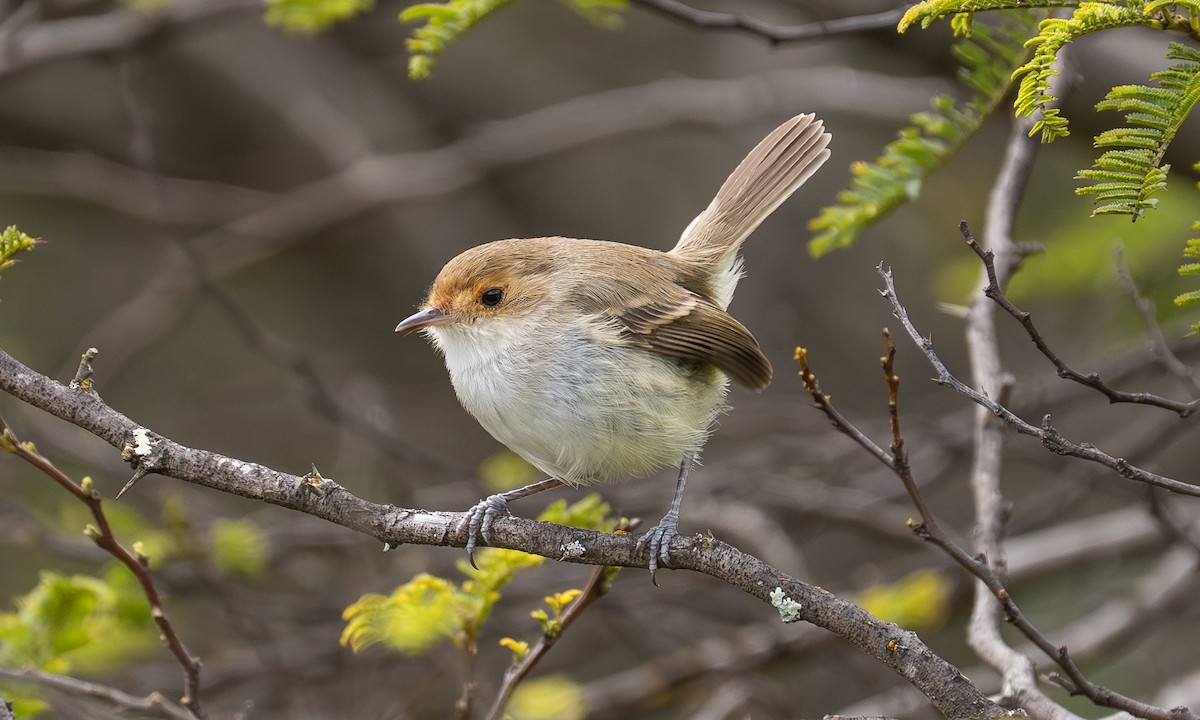 Fulvous-faced Scrub-Tyrant - ML646087466