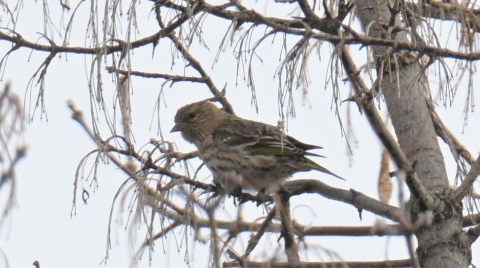 stripesisik - ML646087467