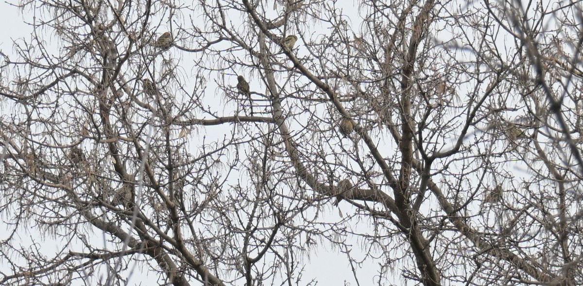 stripesisik - ML646087468