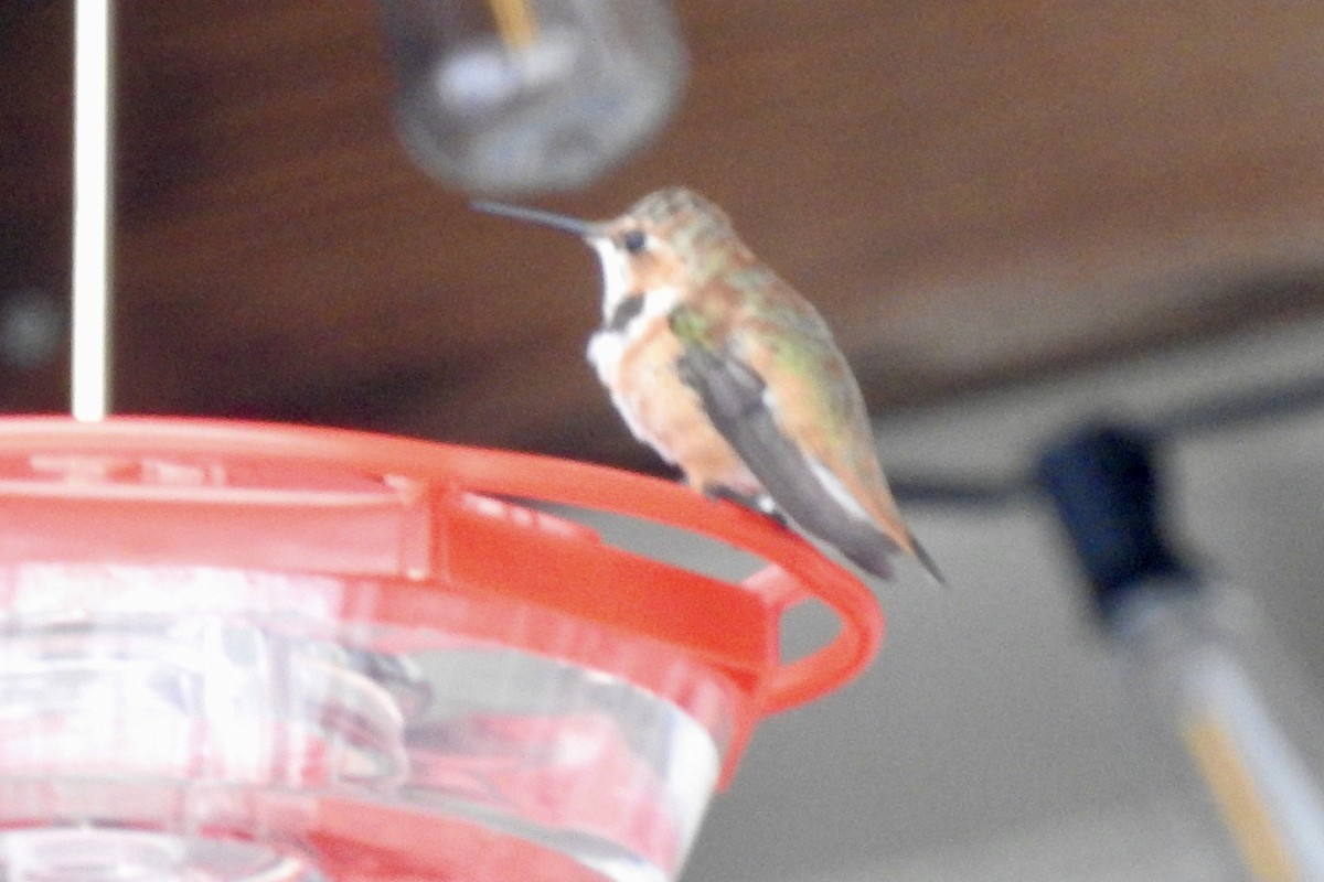 Rufous Hummingbird - ML646087469