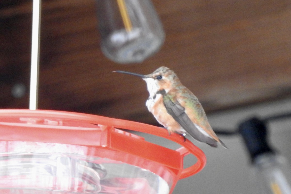 Rufous Hummingbird - ML646087470