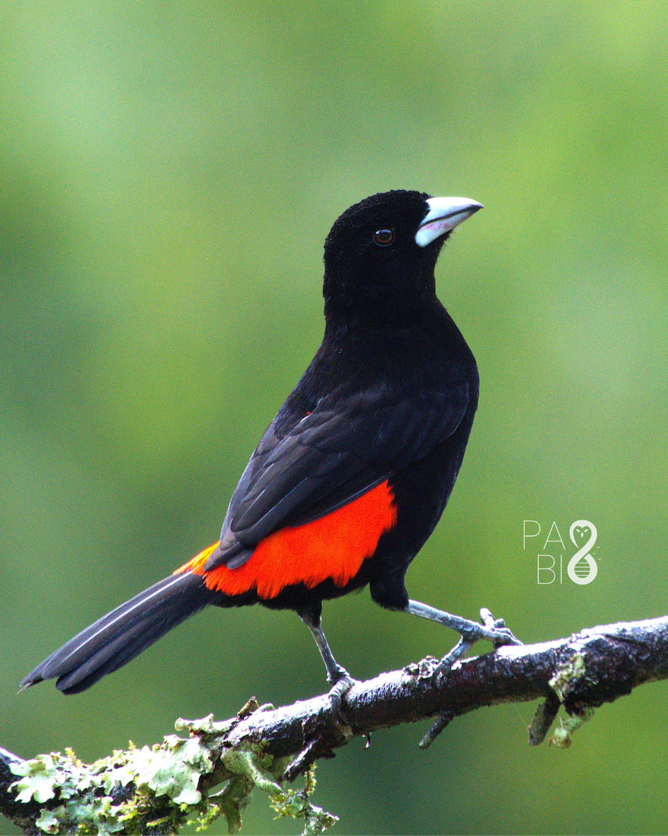 Flame-rumped Tanager (Flame-rumped) - ML646087471