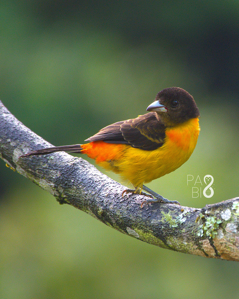 Flame-rumped Tanager (Flame-rumped) - ML646087472