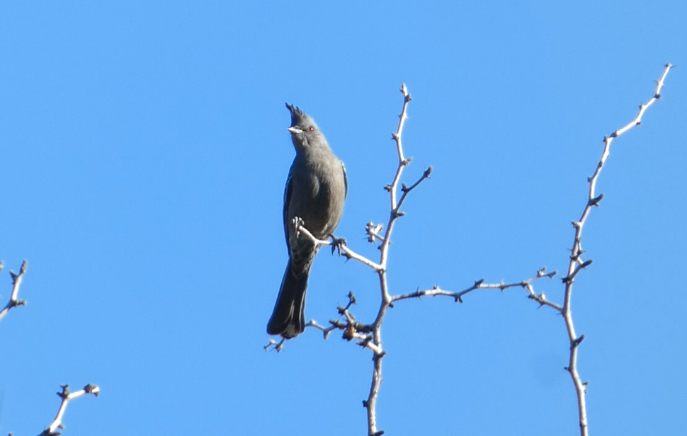 Trauerseidenschnäpper - ML646087478