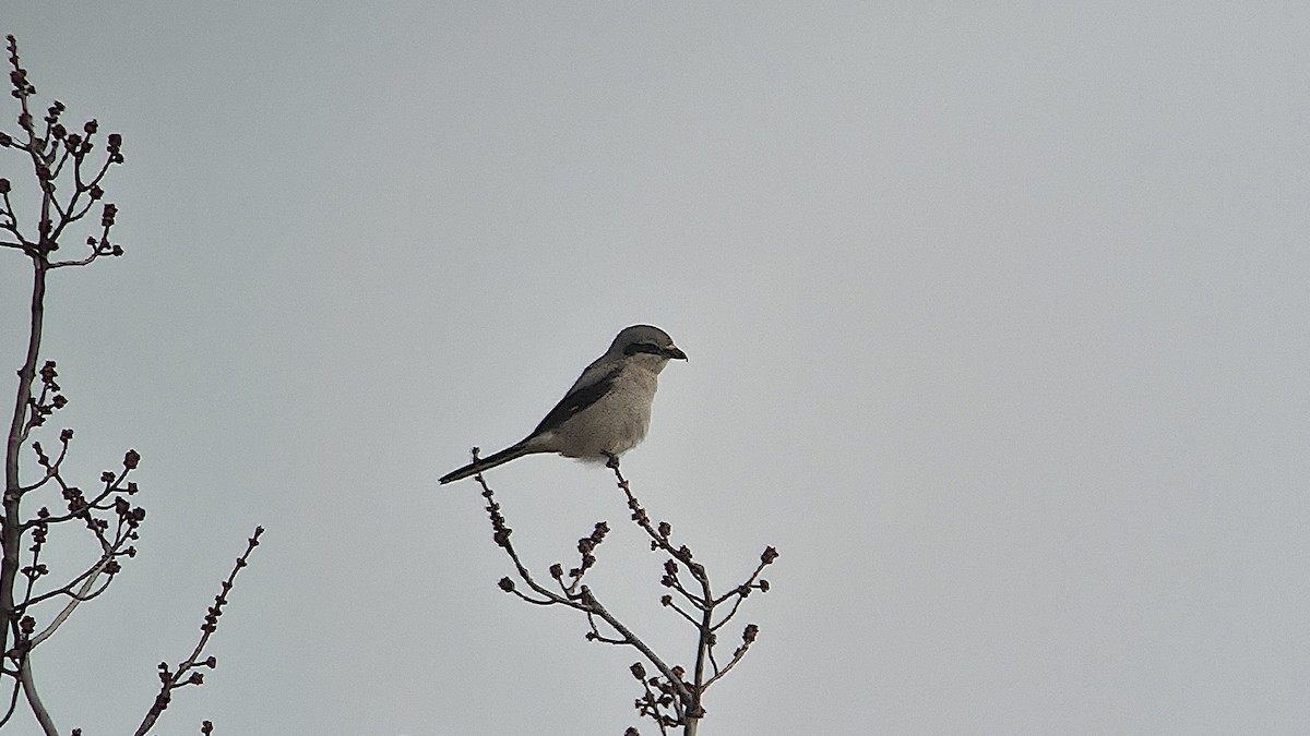 ťuhýk severní - ML646087490