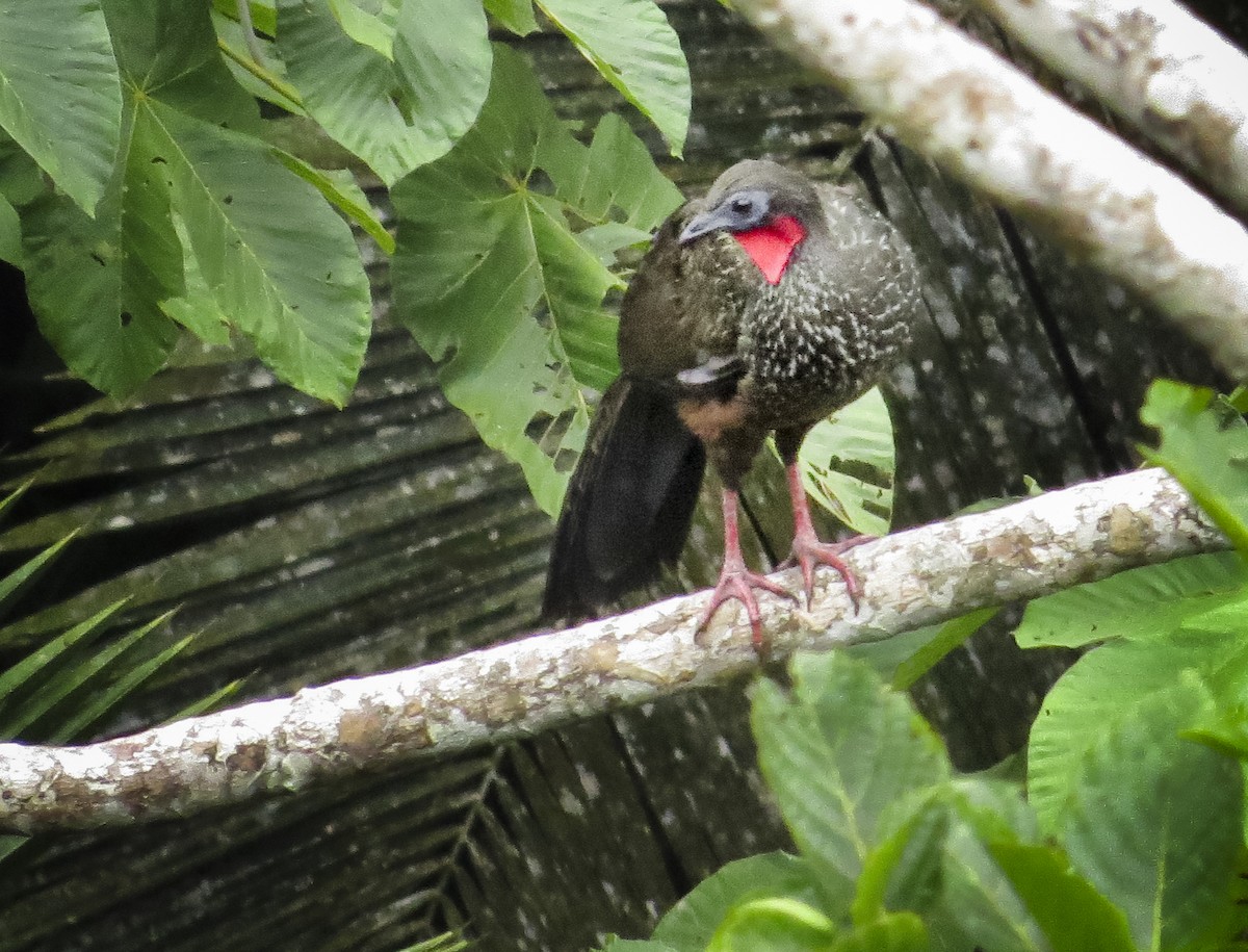 Spix's Guan - ML646087491