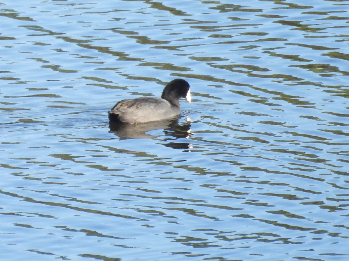 Foulque d'Amérique - ML646087495