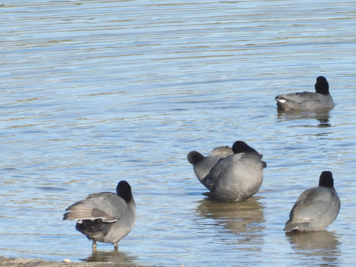 Foulque d'Amérique - ML646087496