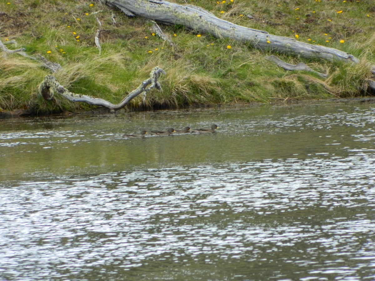 Шилохвіст жовтодзьобий - ML646087499