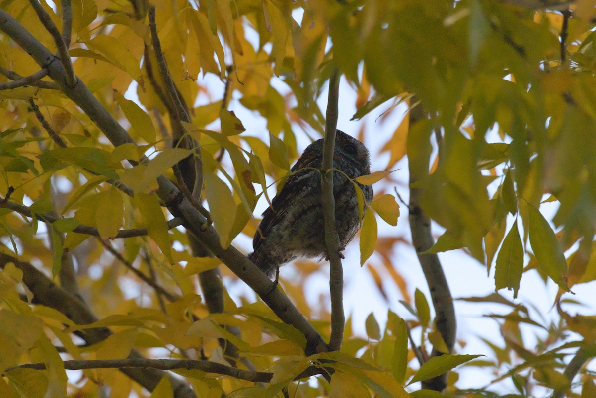 flammeugle - ML646087508