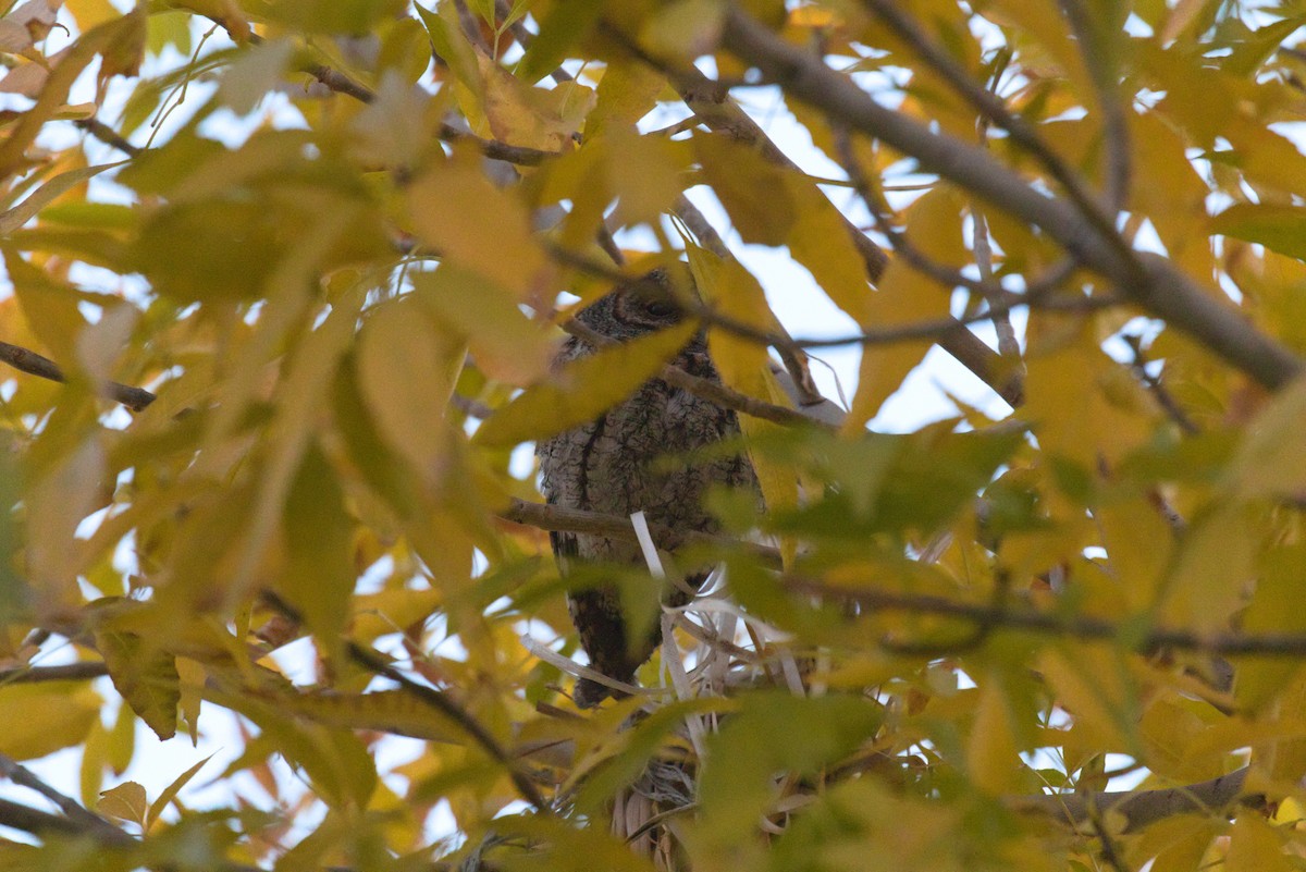 flammeugle - ML646087509