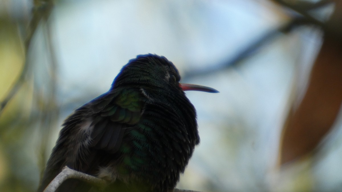 Breitschnabelkolibri - ML646087517