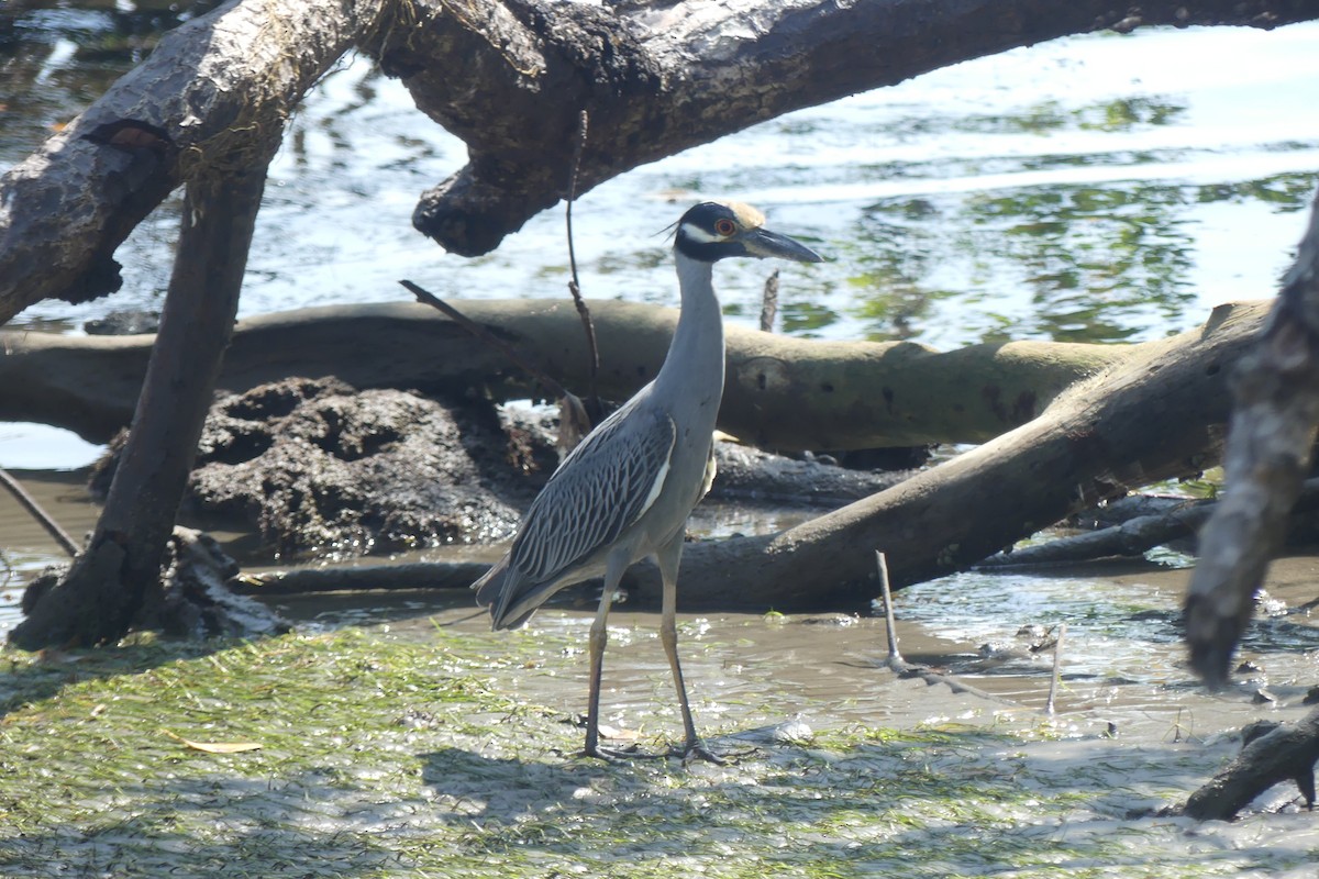 אנפת לילה צהובת-כיפה - ML646087522