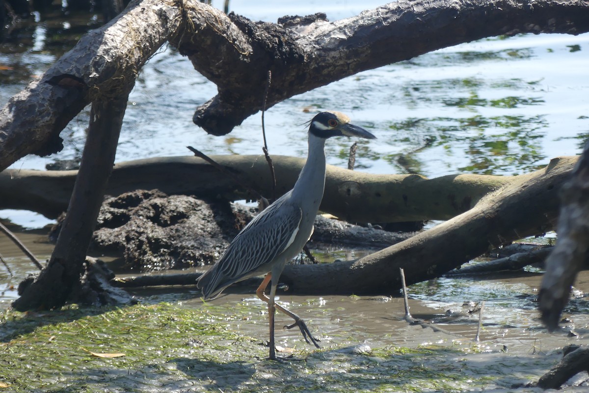אנפת לילה צהובת-כיפה - ML646087523