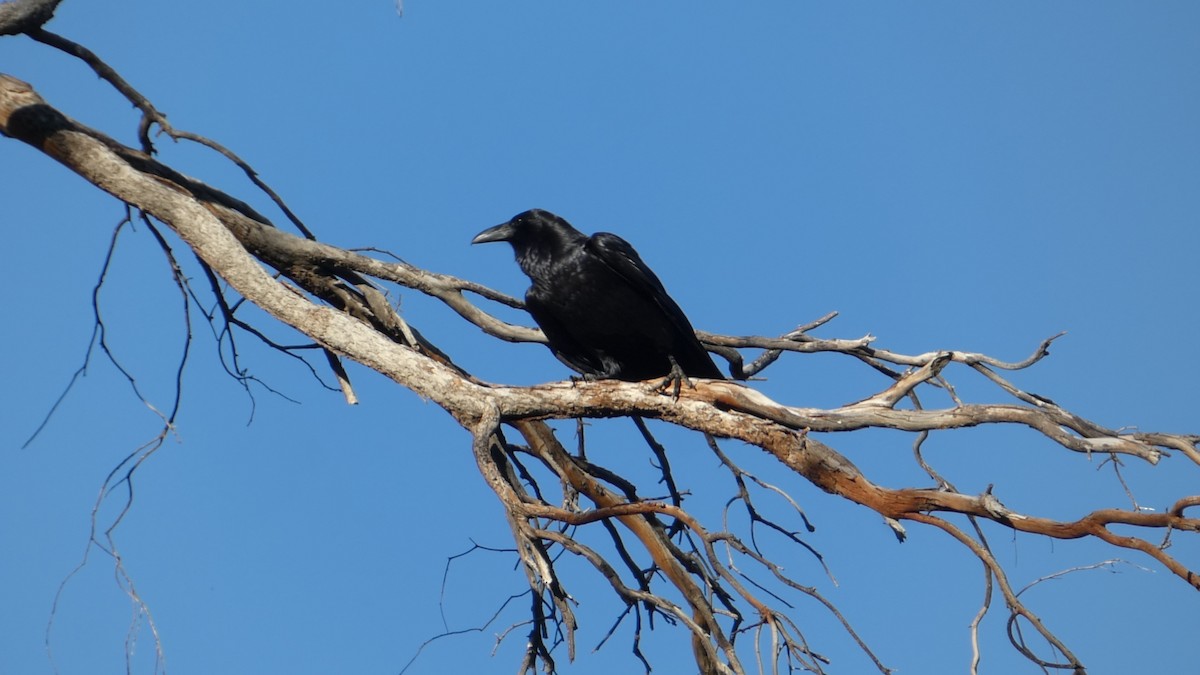 Erroi handia - ML646087537