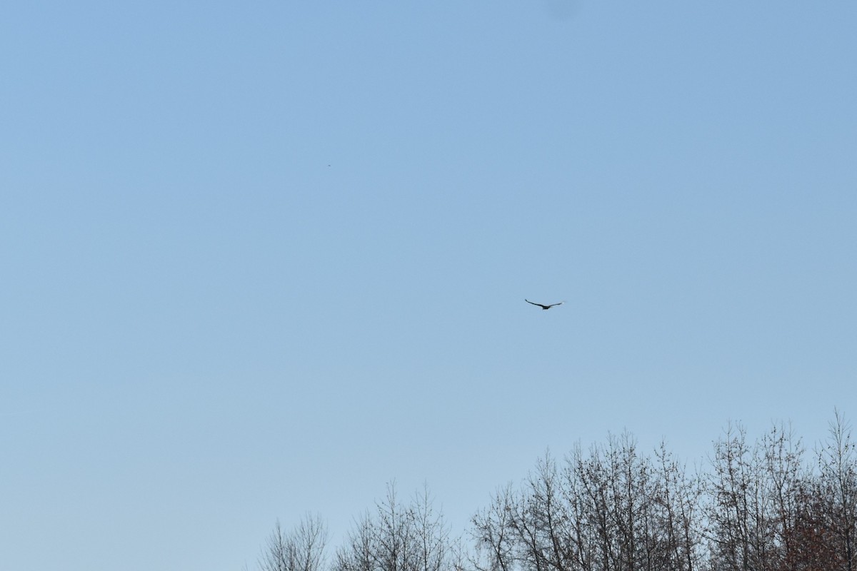 Turkey Vulture - ML646087540