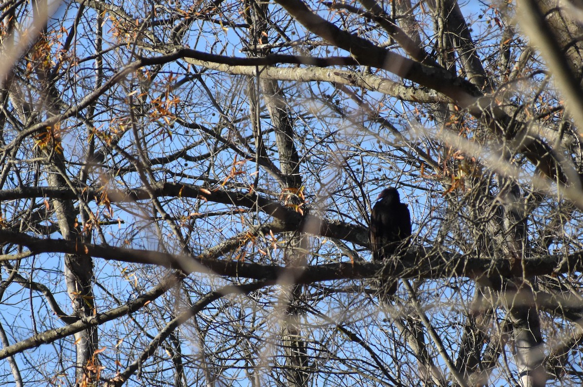 Turkey Vulture - ML646087541