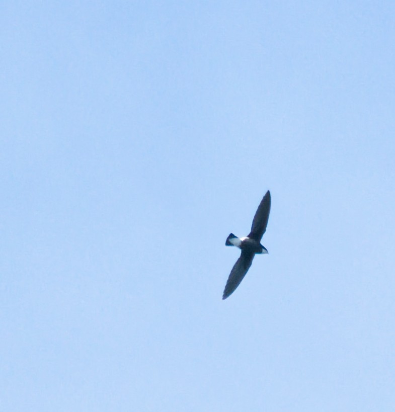 White-throated Needletail - ML646087543