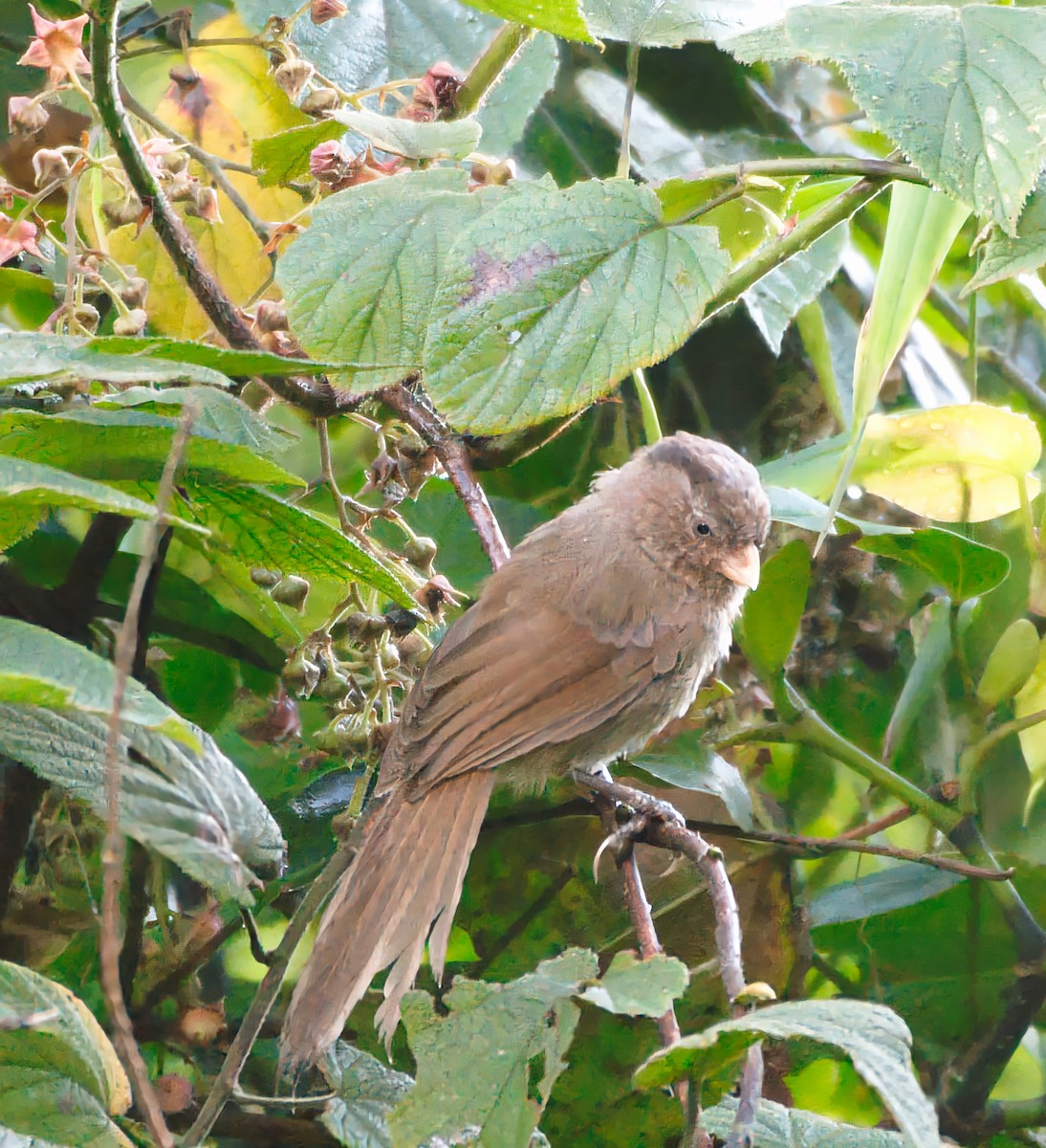 Brown Parrotbill - ML646087553