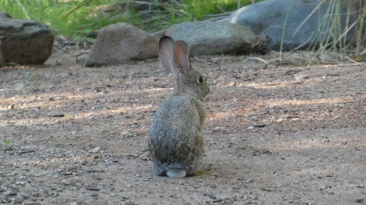 Audubon-Baumwollschwanzkaninchen - ML646087556