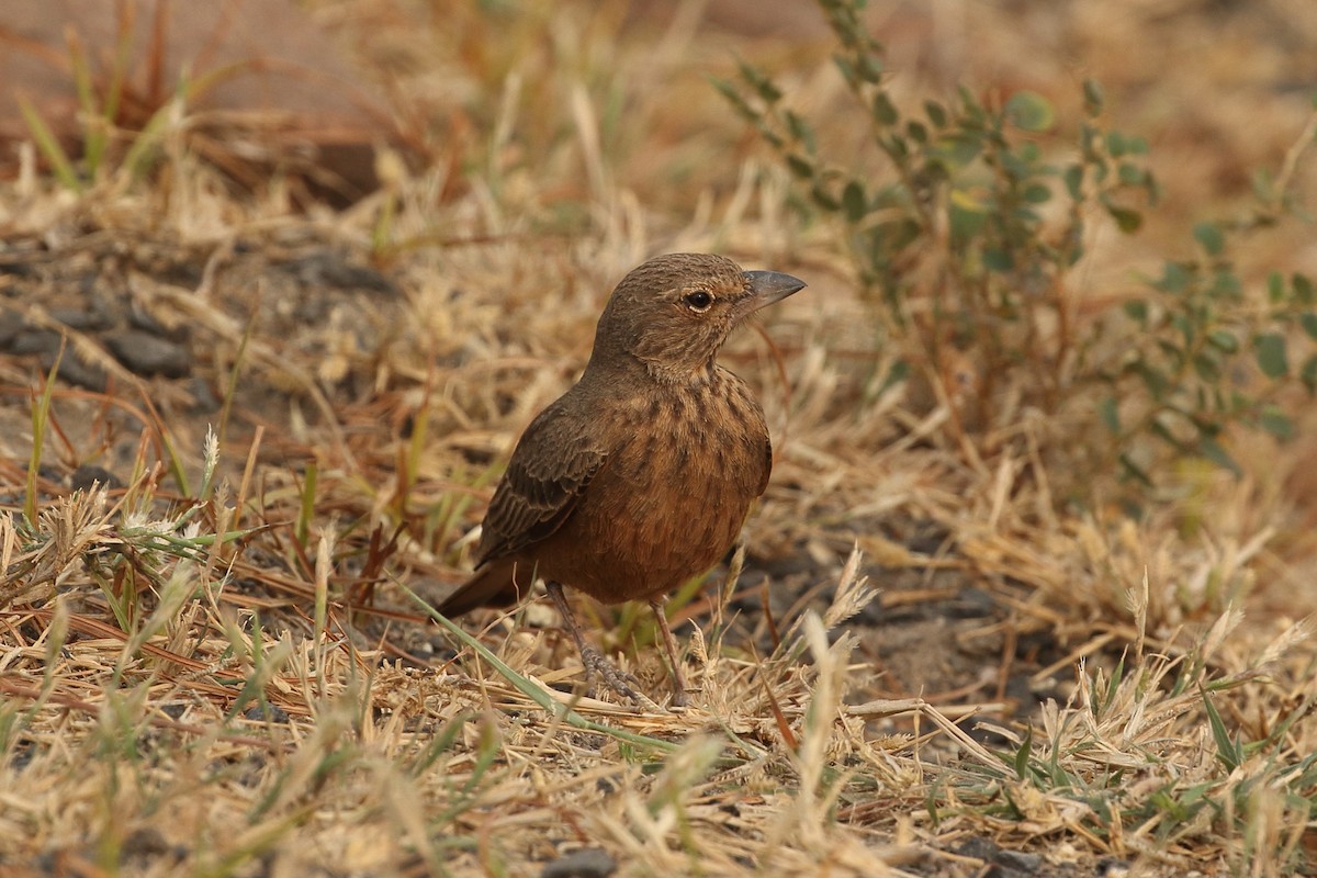 Rufous-tailed Lark - ML646087558