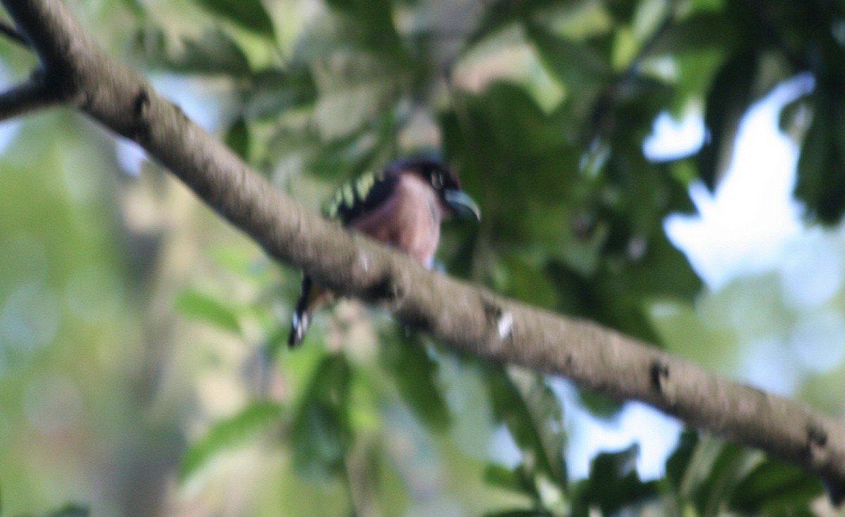 Banded Broadbill - ML646087559