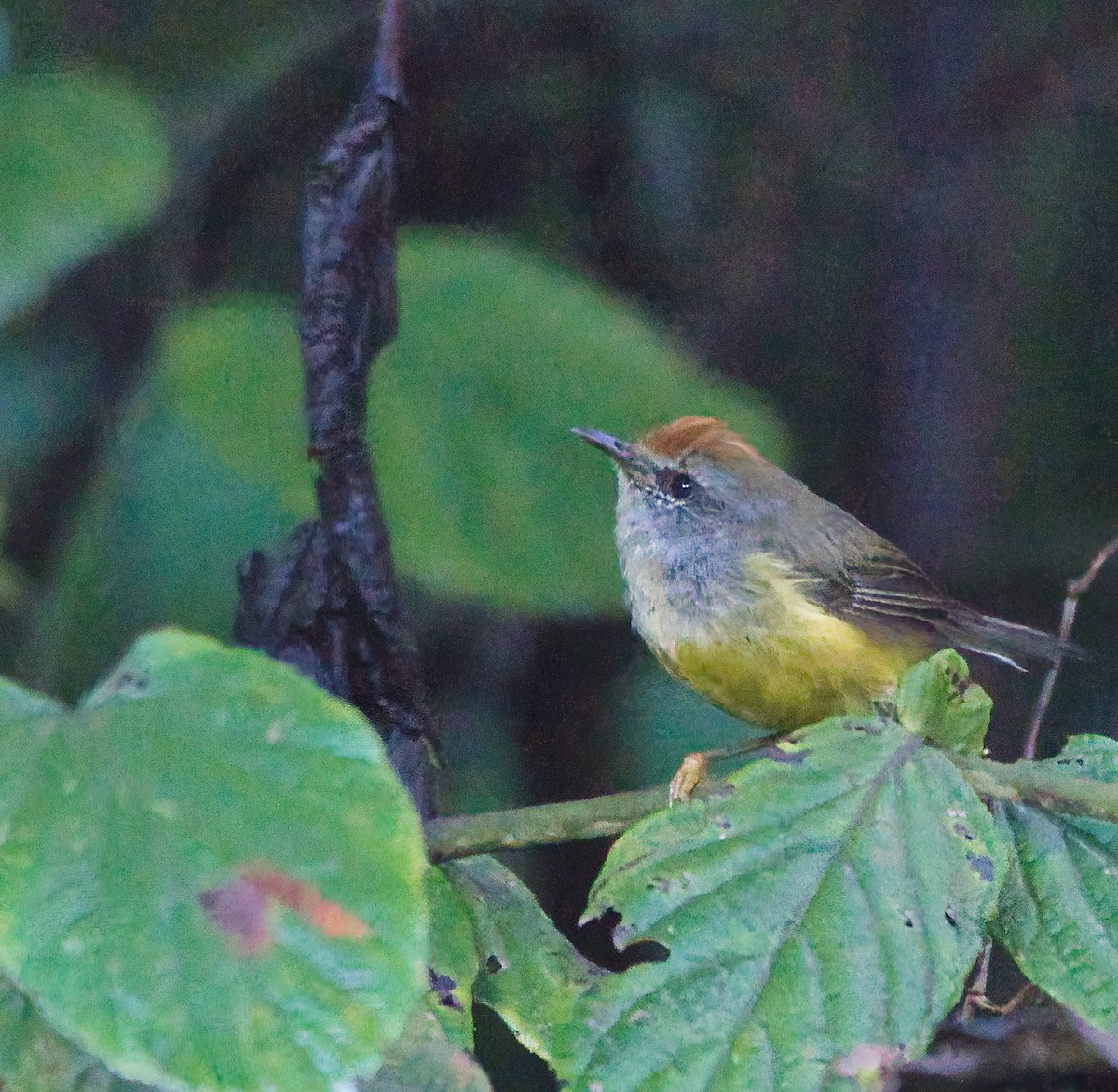 Broad-billed Warbler - ML646087560