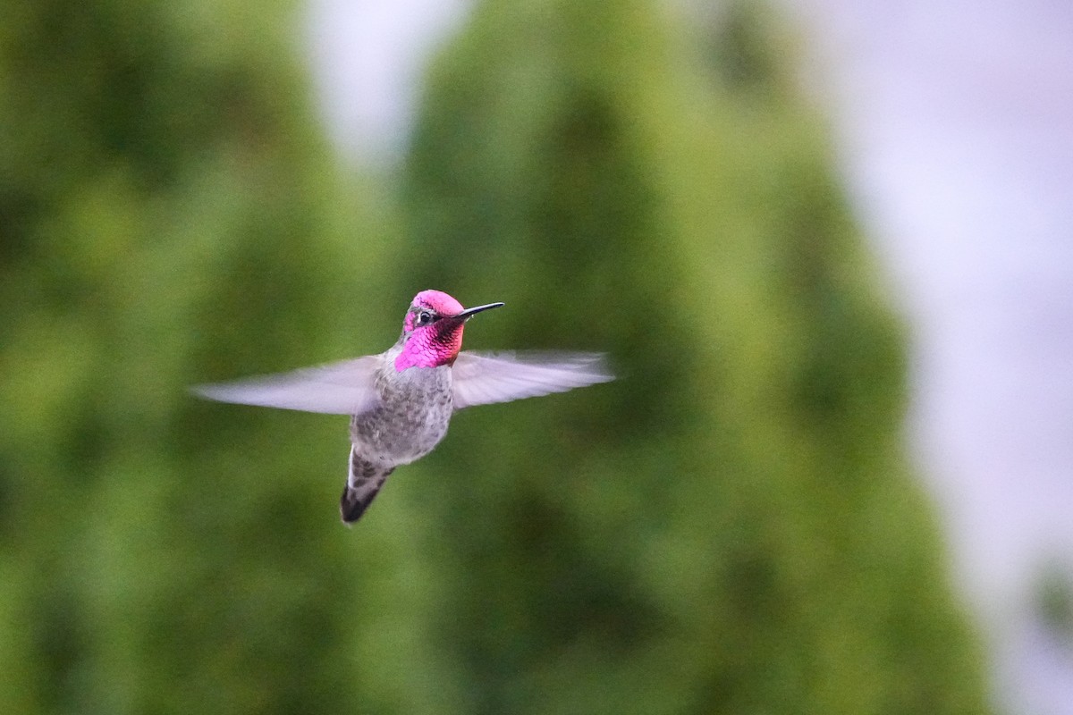 Anna's Hummingbird - ML646087561