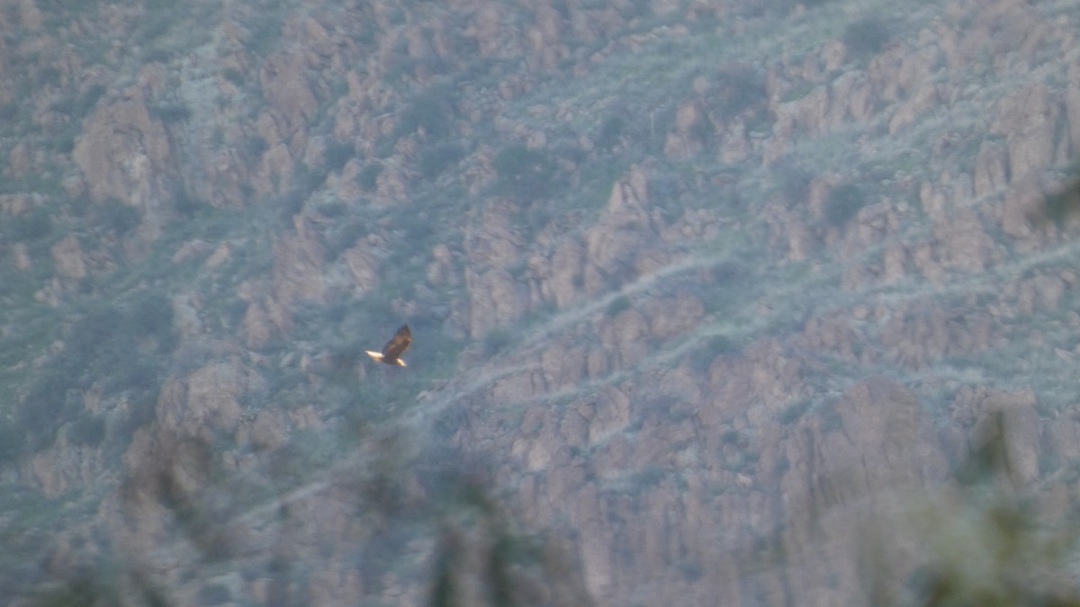 Steinadler - ML646087570