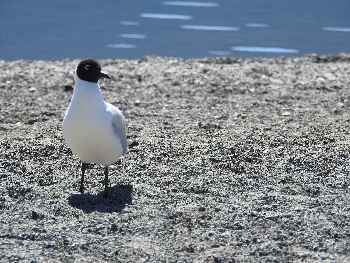 Andean Gull - ML646087572