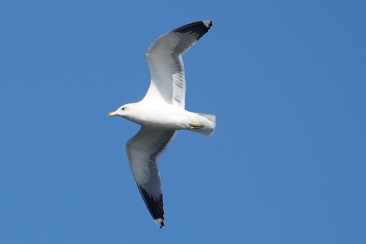 California Gull - ML646087573