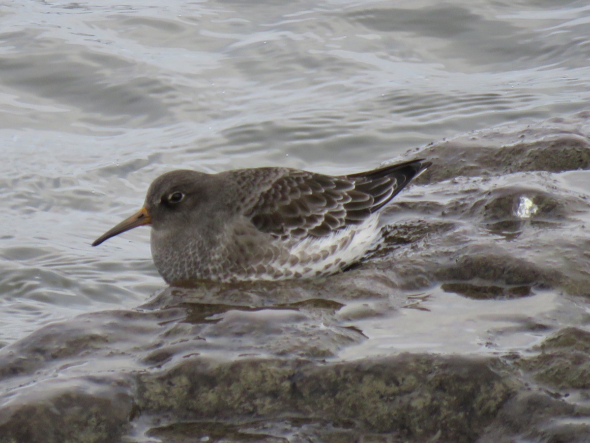 Purple Sandpiper - ML646087576