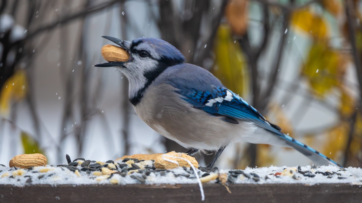 Сизойка блакитна - ML646087578