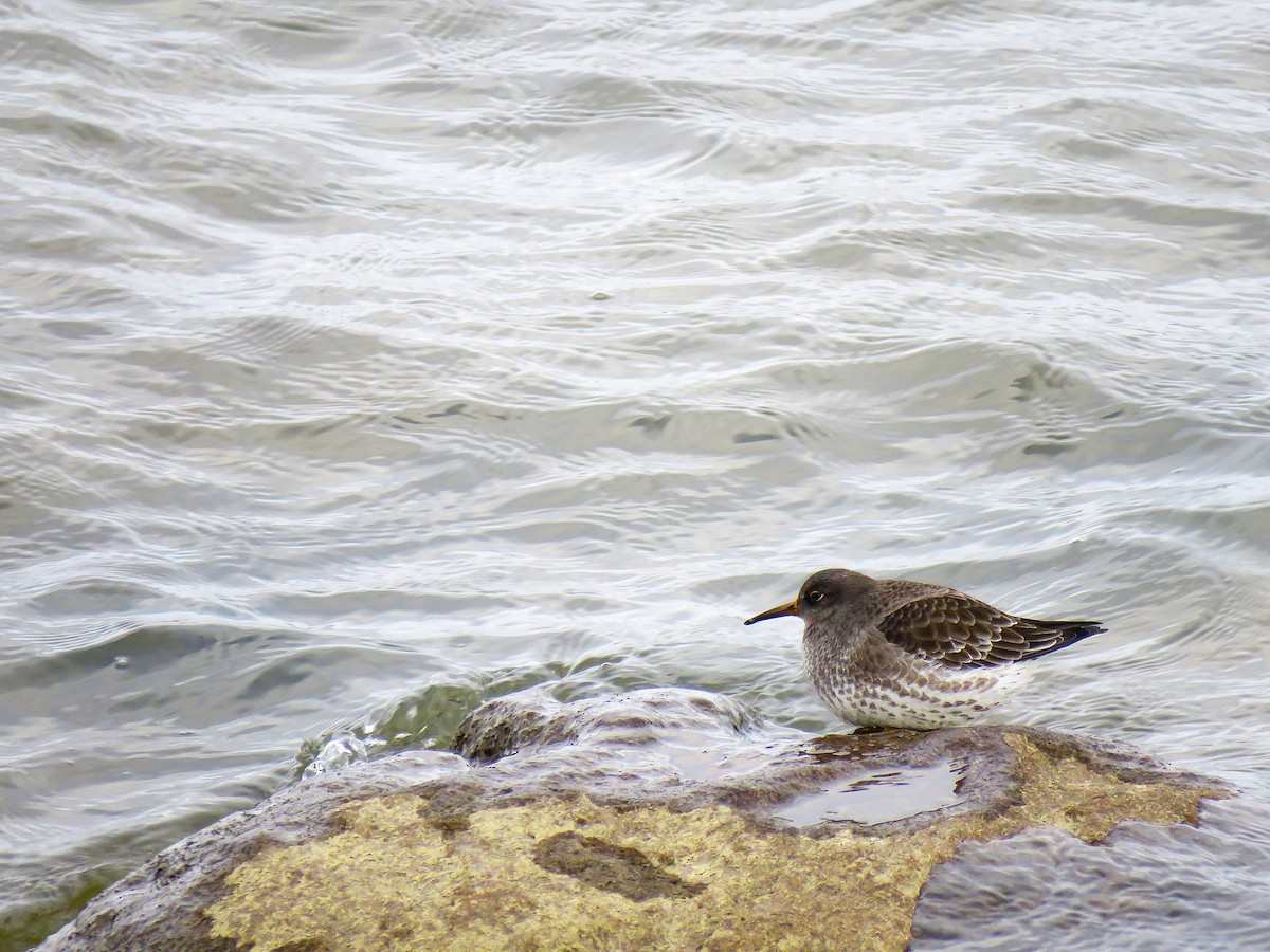 Purple Sandpiper - ML646087579