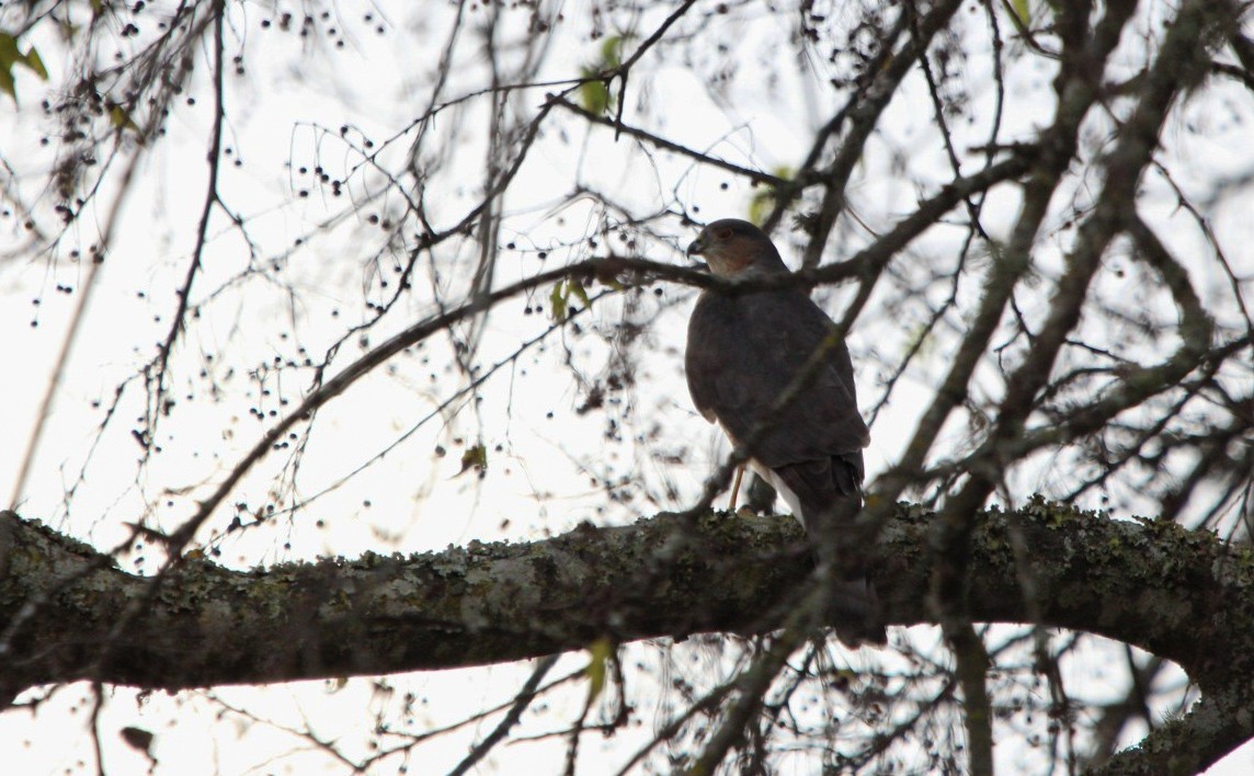 Sharp-shinned Hawk - ML646087582