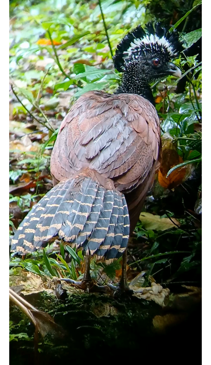 Great Curassow - ML646087595