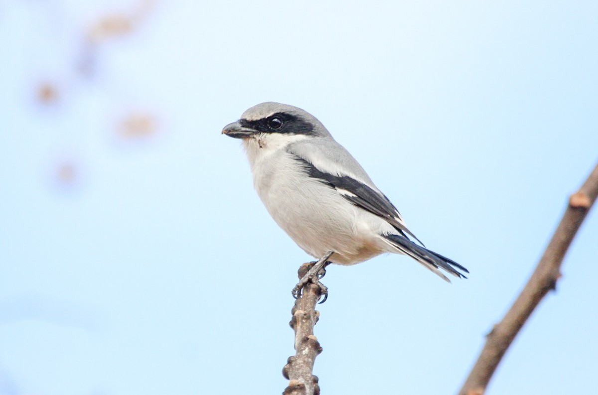 Loggerhead Shrike - ML646087596
