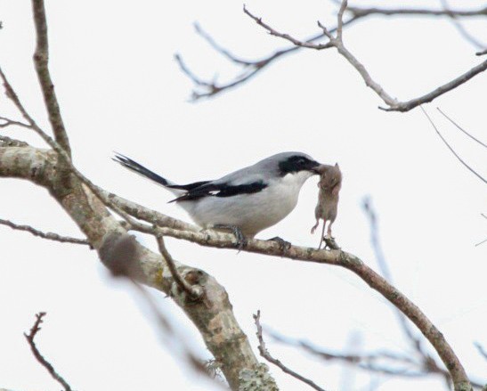 Loggerhead Shrike - ML646087597