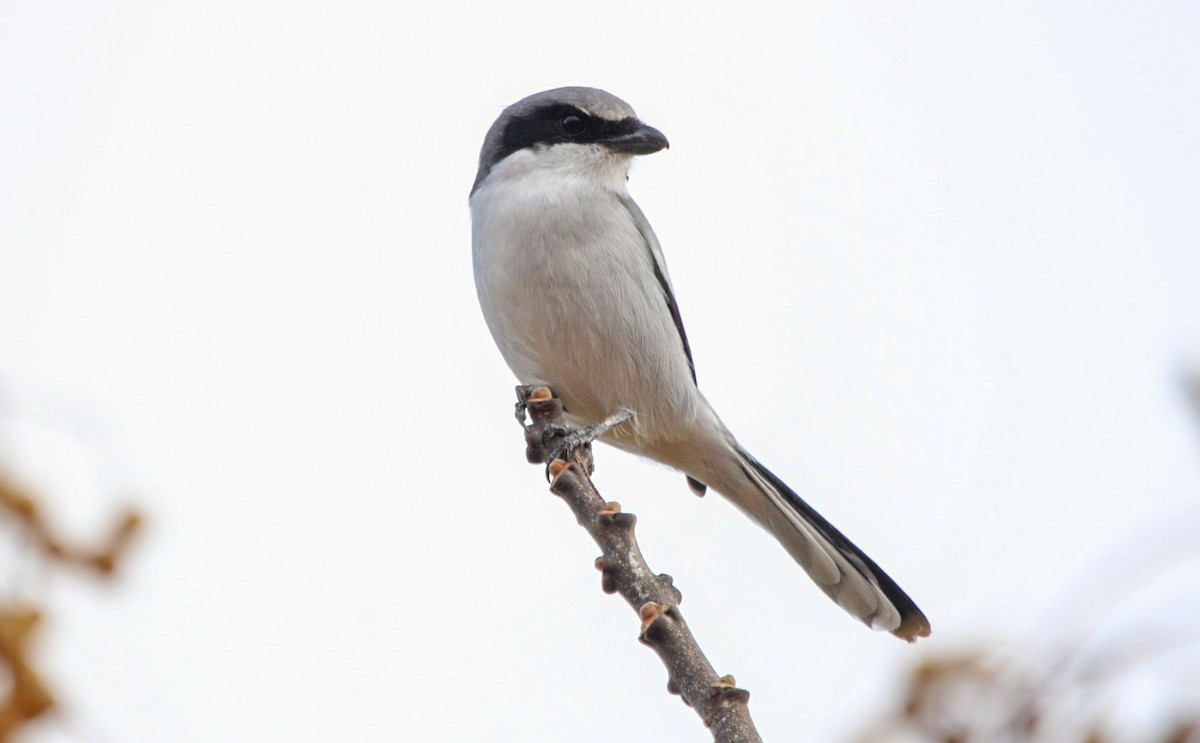 Loggerhead Shrike - ML646087598