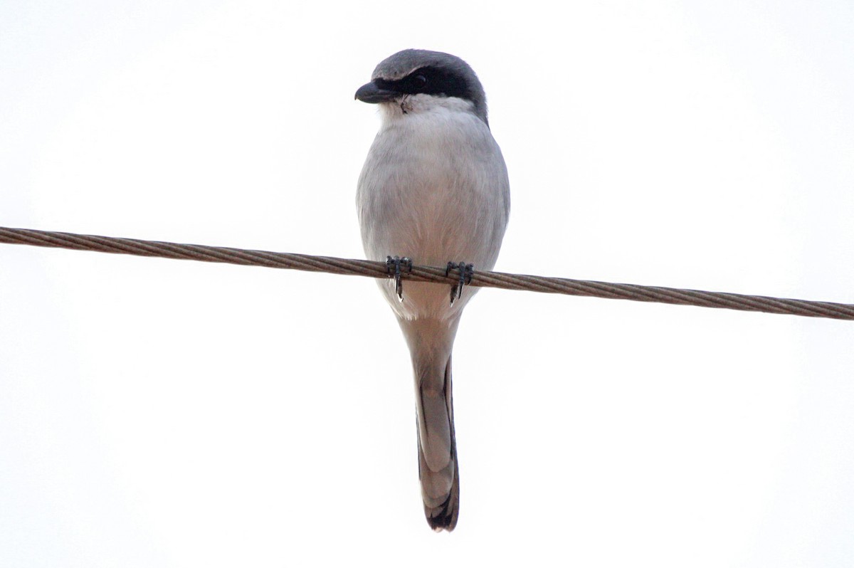 Loggerhead Shrike - ML646087599