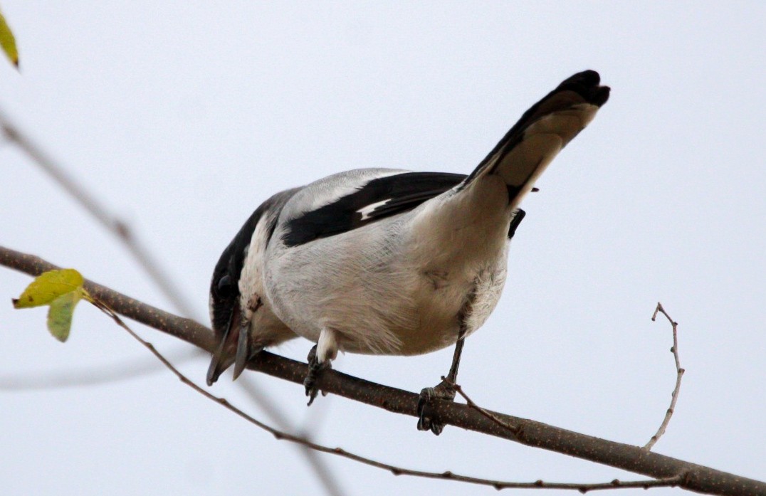 Loggerhead Shrike - ML646087600