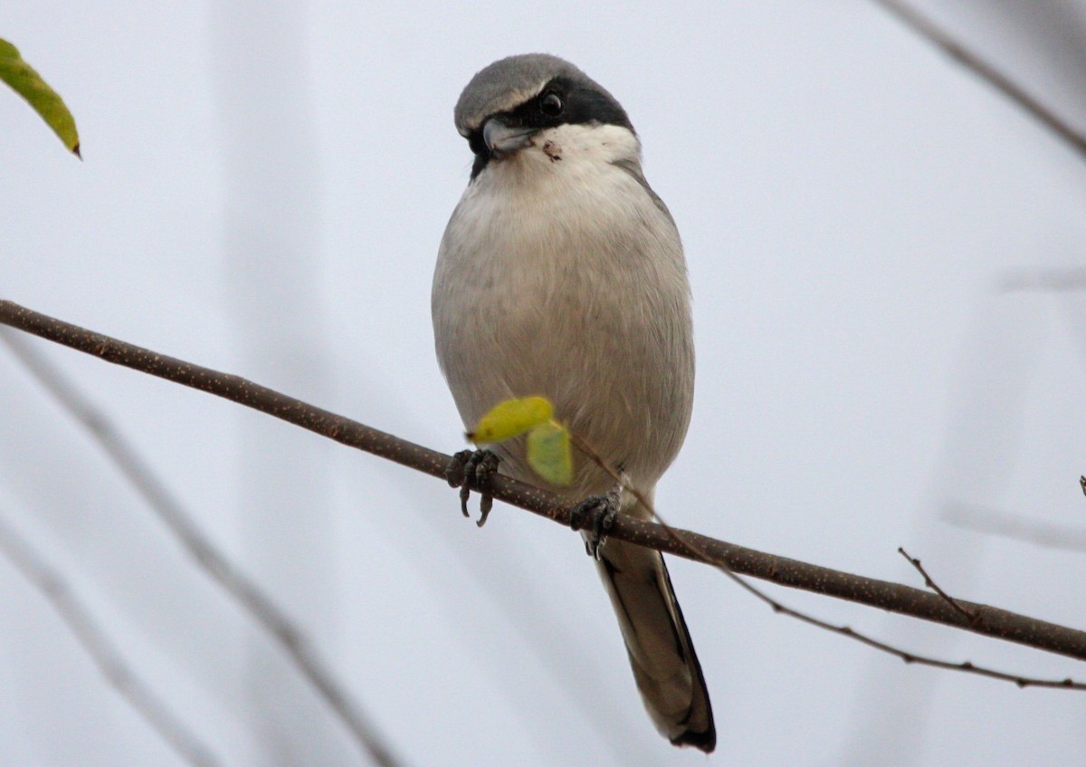 Loggerhead Shrike - ML646087601